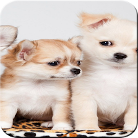 cute animals wallpaper