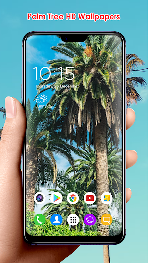 Palm Tree HD Wallpapers Screenshot 3