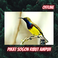 Pikat Sogon Ribut Ampuh