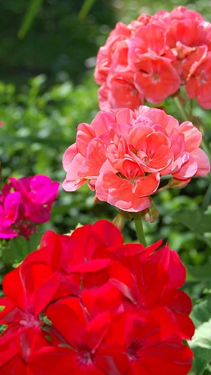 Geranium Wallpaper Screenshot 3