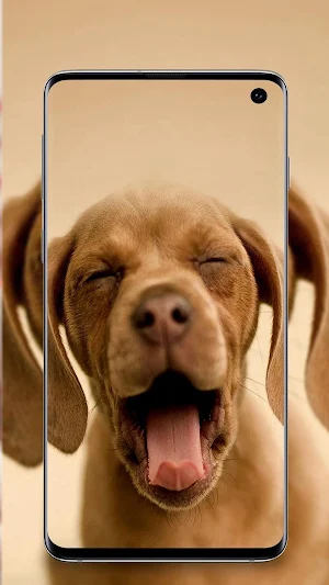 Puppy Wallpapers Screenshot 1