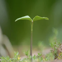 Plant Growing Sound