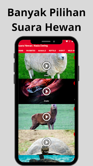 Suara Hewan: Nada Dering Screenshot 1