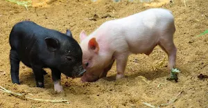 Young animal wallpapers Screenshot 0
