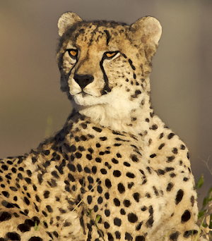 Cheetah (animal) sounds ~ Sboard.pro Screenshot 0