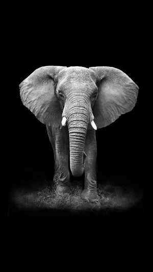 Elephant -Wallpapers,puzzle Screenshot 0