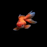 Fish Wallpapers