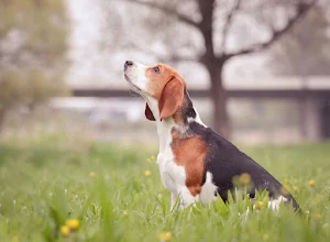 Beagle Dog Wallpaper HD Screenshot 2
