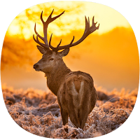 Deer Sounds