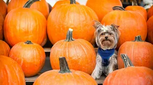 Silky Terrier Dog Wallpapers Screenshot 0