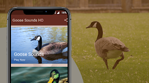 Goose Sounds - Goose hunting calls Screenshot 1