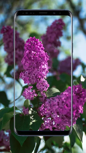 Lilac Flower Wallpapers Screenshot 2