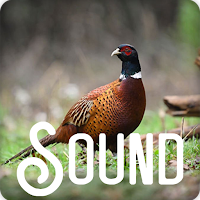 Pheasant Bird Sound Ringtones