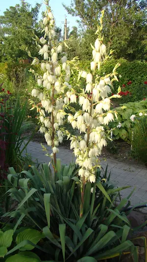 Yucca Wallpaper Screenshot 1