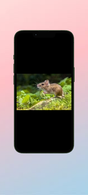 Tikus WalL Screenshot 2