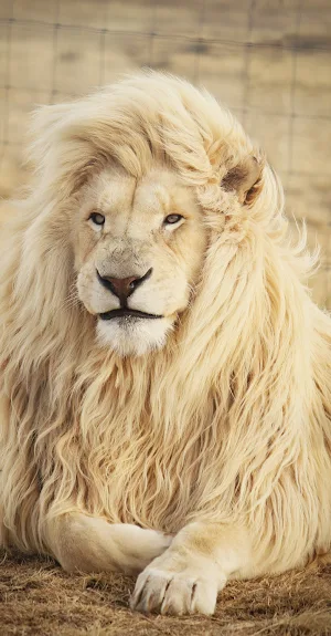 Lion Wallpaper HD Screenshot 3