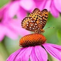 Spangled Butterfly Wallpapers