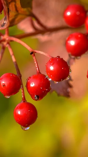 Viburnum Wallpapers Screenshot 0