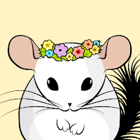 My Chinchilla