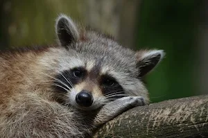 Raccoon wallpapers Screenshot 2