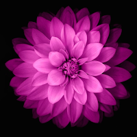 Flower Wallpaper - 4K HD