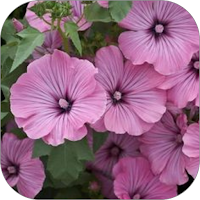 Malva Flower Wallpaper HD
