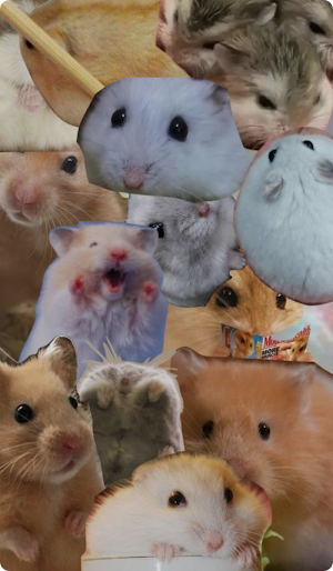 Hamster Cute Wallpaper HD Screenshot 1