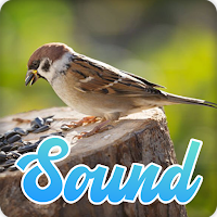 Sparrow Bird Sounds Effect