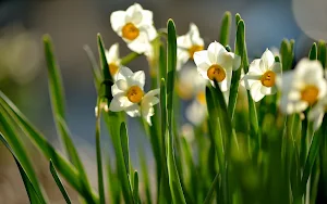 Daffodils Wallpaper HD screenshot 8