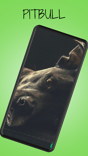 Pitbull Dog Pictures Screenshot 2