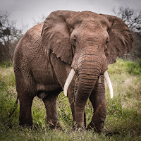 Elephant Sounds