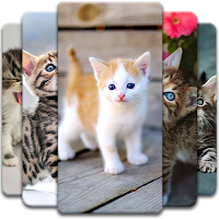 Cute Kitten Wallpaper