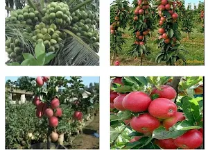 plant Hybrids Screenshot 1