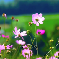 Summer Flower Video Wallpapers