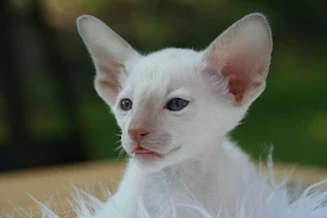White kitten wallpapers Screenshot 2