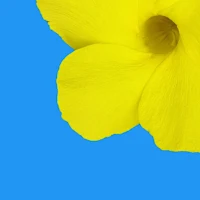 Gallery Photo & Video Premium