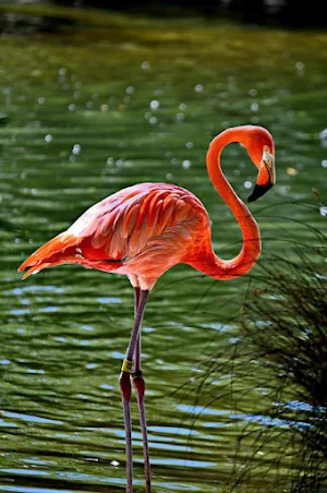 Flamingo Wallpapers Screenshot 2