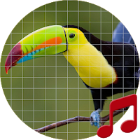 Toucan bird sounds ~ Sboard.pro