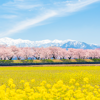 Cherry Blossom in the Distance