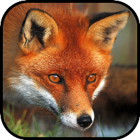 Fox HD Wallpapers