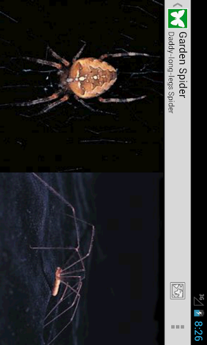 Collins British Wildlife Screenshot 3
