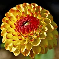 Dahlia Flower Wallpapers