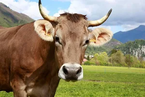 Cow wallpapers Screenshot 1