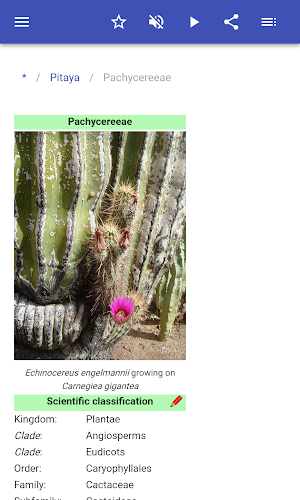 Cacti Screenshot 2