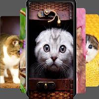 Cat wallpapers - 4k animals