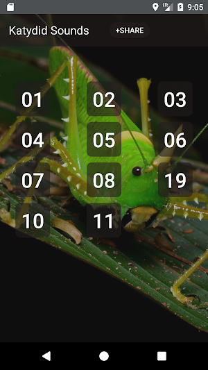 Katydid sounds Screenshot 0