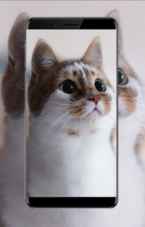 Cute Cat Wallpapers Screenshot 0