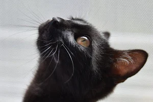 Black cats wallpapers Screenshot 3