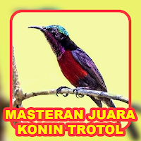 Masteran Juara Konin Trotol