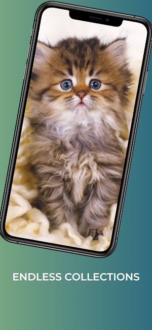 Cat wallpapers - 4k animals Screenshot 2